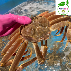 러시아 자숙 마가단 대게 3kg (2-3미), 1개, 러시아[자숙]마가단 대게3kg(2-3미)수율90%