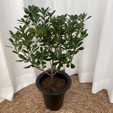 만리향 향기나는 꽃 초특가 온정원 공기정화식물, 1개