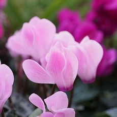 [LS 앱솔루트 오일] N07 시클라멘 (Cyclamen) 10ml, 1개, 연한노랑