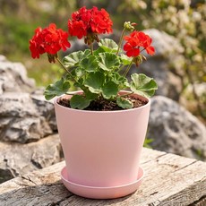 osshop 소형 pp 플라스틱 슬릿분 분갈이 화분 + 받침대 세트, 10개, 화분 직경12cn