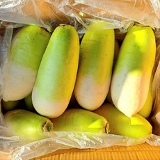 채소애 싱싱한 국산 제주 월동 무 10kg, 1개
