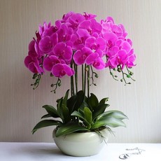 조화 화분 서양란 인조 퍼플 축하 가드닝 생화같은 장식품, 베이지 화분 마젠타 8개 세트