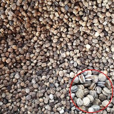 국내산 개갑한 인삼씨 인삼씨앗 1kg 재배용, 1개