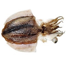 장수왕 반건 갑오징어 소소자 1마리 (200g-300g내외) 국내건조/반건조 오징어 안주, 소소자 200-300g내외, 1개
