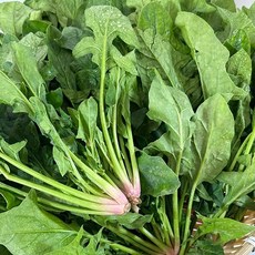 시금치 1단, 없음