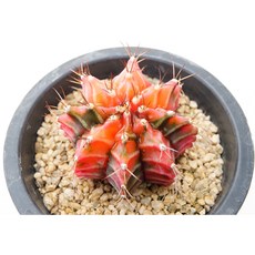 세피아금 실생 동일품-260326 아프리카식물 코덱스 멸종위기 희귀선인장