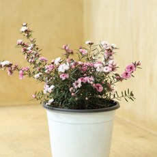 호주매화 엘레강스 꽃망울 많은 포트 베란다꽃나무 베란다정원