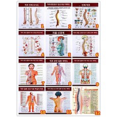 교육용 모델 관절 인체 D2 골격 골반 성인 골반 대형, 12개 척추 모형, 1개, 기본 색상