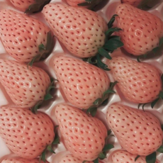 모두의보부상 신데렐라 만년설 딸기, 1박스, 만년설딸기 400g