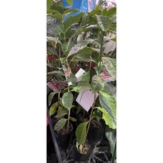 花花世界 藝妓咖啡樹 3吋黑軟盆 高25-35公分 來自伊索匹亞