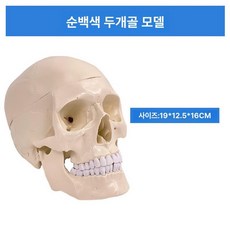 인체 골격 모형 두개골 해부학 교육용 뼈대 의학 수업 해골 소품 경추, 내추럴 대형, 1개