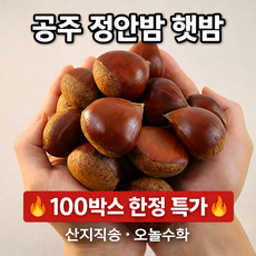 유기농 공주 정안밤 햇밤 대사이즈 산지직송, 1박스, 1kg