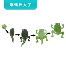 蝌蚪變青蛙一生教具 DIY手工實驗材料, 1個
