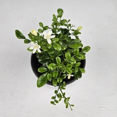 아비가든 오렌지자스민 소형 1+1 향기나는 식물 (화분받침포함), 2개, 그린