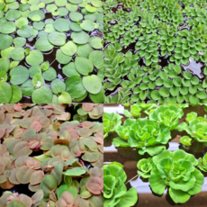 [수초대부] 부상 수초 4종 세트 (키우기 쉬운 초보 부상 수초) (무료배송) (달팽이 이끼 없는 수초)