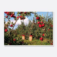 스웨리움 풍요로운 사과 과수원 풍경 그림 액자 풍수 인테리어 포스터 가로형 집들이 개업 선물, A4 (210 x 297 mm), 포스터만 구입