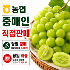 [농협당일경매]고당도 특 상품 샤인 머스캣 1kg1-3수, 1박스, [오픈특가]1kg내외