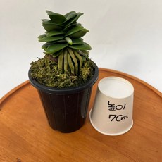 대엽풍란 청옥환 9cm검포트 동양란 난초 제이팜, 1개