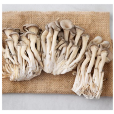 국내산 청량한 느타리 버섯 10팩 한박스 머쉬룸 샤브샤브 피부건강 다이어트 항암효과, 10개