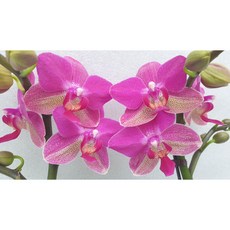 [신라난농원]호접란 소원 꽃대있음.(고급스럽고 예쁜 빨강 핑크색).아주예쁨.고급.색상예쁨.고급.인기상품.필독뒷사진참고., 1개