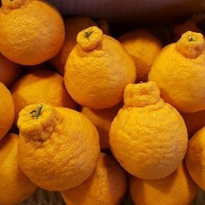 제주산 노지 한라봉 당도좋은 제철 감귤, 1개, 못난이 5kg