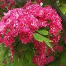 산사나무 홍화산사 나무 묘목 2년생