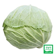 울팜 아삭 달달 국내산 친환경 양배추 제주 무안 밀양, 1kg, 1박스