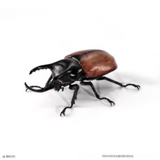 장수풍뎅이 피규어 장난감 리얼 고퀄 곤충 사슴벌레 곤충장난감 대형 모형 생물대도감, B타입