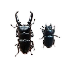 루나벅스 넓적사슴벌레 성충 한쌍 키우기, 중형 한쌍(수컷/암컷), 1세트