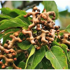 순수미가 헌깨수, 780ml, 1개