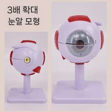 실험실 해부학 안구 소품 모델 4.C 이동식 교육(1) 인간, 안구의 3배 확대 - 표시