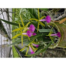 [신라난농원]카틀레야.BC.Carnival kids 'Bonito'BM/JOGA.브라사볼라 카니발키스.신품종.(예쁜그린색에빨강색색립프).아주예뻐요.고급종.인기.할인.필독뒷사진참고., 1개