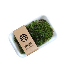 공기정화 솔이끼, 본상품