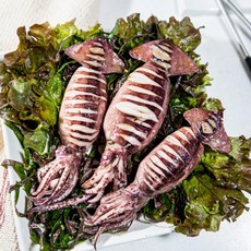 일상가게 총알한치 15-23미 500g내외 1팩, 15-23미 500g, 1개