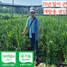 [프리미엄] 25년 국산 유기농 햇 완주 봉동 개량종 흙 생강, 1개, 1kg