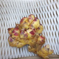 국내산 특품 알뜰 청정지역 세척생강 생강 2kg, 세척생각(알뜰)2kg x 1박스