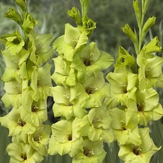 구근 글라디올러스 프리마 베르데 1구(구근둘레12/14), 1개