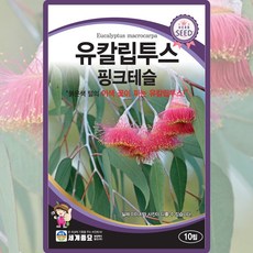 세계종묘 유칼립투스 핑크테슬 씨앗 10립 유칼립투스 꽃씨 허브 종자, 5개