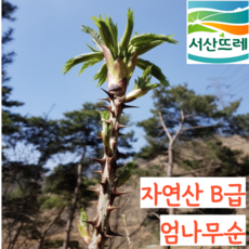 [당일수확] 국산 자연산 B급 엄나무순 개두릅 두릅, 2kg, 1개