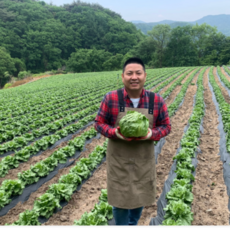 청년야채가게 [아삭] / 진공예냉처리 아삭양상추 / 양상추(개별포장) 6개, 500g