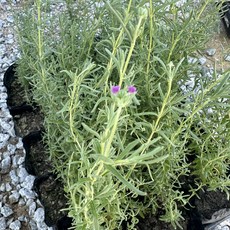 카스틸리아노 로즈핑크 라벤더 4치포트, 1개