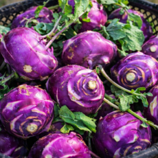 [제주특산] 아삭아삭 달콤한맛 신선 콜라비 혼합, 1박스, 3kg