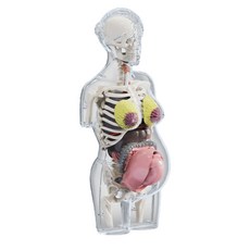 人體器官模型玩具，兒童科學教育益智玩具，親子互動學習人體構造, 1個