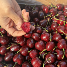 [체리 파격특가] 놓치면 끝 칠레산 체리 한정수량 시즌특가, 1개, 체리 대과(10R) 1kg