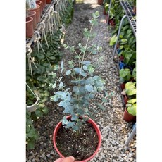 霏霏園藝 藍冰尤加利仿真盆栽 清新居家裝飾, 1個, 5吋350元