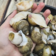 장보리 자연산 흑고동 흑골뱅이 3kg, 기본상품