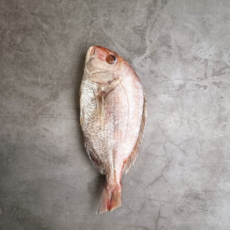 홍지수산 참돔 1마리 제수용 선물용 손질 냉동 남해안 생선세트 명절생선 도미, 1개, 400g, 중참돔