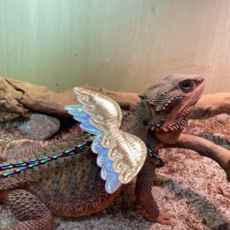 도마뱀목줄 도마뱀하네스 파충류목줄 파충류하네스 끈조절목줄 드래곤하네스 날개달린하네스, 1개, 06.황금날개