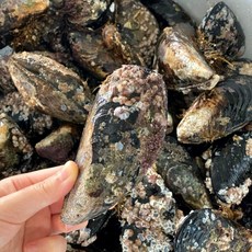 당일채취 산지직송 국내산 자연산 홍합 섭 담치, 자연산홍합_1kg(왕특대4~5미), 1박스