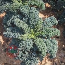 【野菜部屋~】H28 綠珊瑚羽衣芥藍種子 生長旺盛 葉質地柔軟, 1包